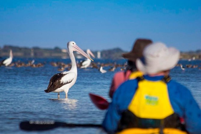 Full Day Kayaking Tour in Coorong National Park - Wildlife and birds: what makes the Coorong paddle worth slowing down for
