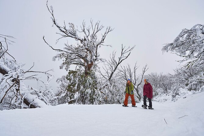 Full-Day Mount Buller Tour - Who this Mount Buller day trip is best for