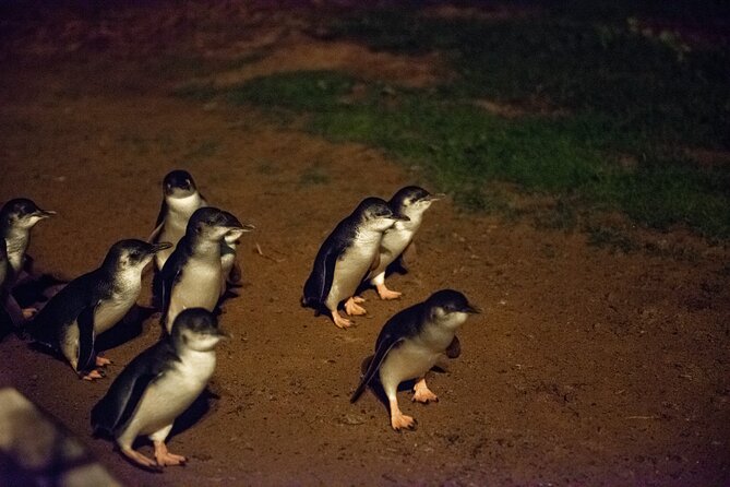 Full-Day Penguins and Wildlife Nature Experience from Melbourne - What to Expect on the Road: Stops That Feel Like Breathers vs Fillers