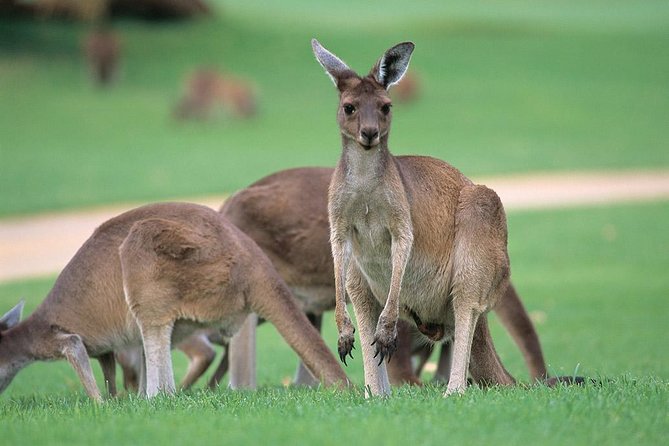 Full-Day Perth, Fremantle, Swan Valley & Wildlife Park - Key points at a glance