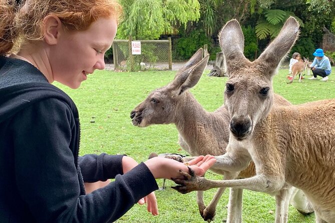 Full-Day Perth, Fremantle, Swan Valley & Wildlife Park - Caversham Wildlife Park: kangaroos and koalas up close
