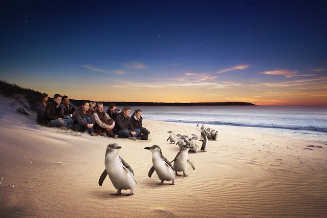 Full-Day Private Australian Wildlife Tour of Phillip Island - Phillip Island, in One Big Wildlife-Heavy Day