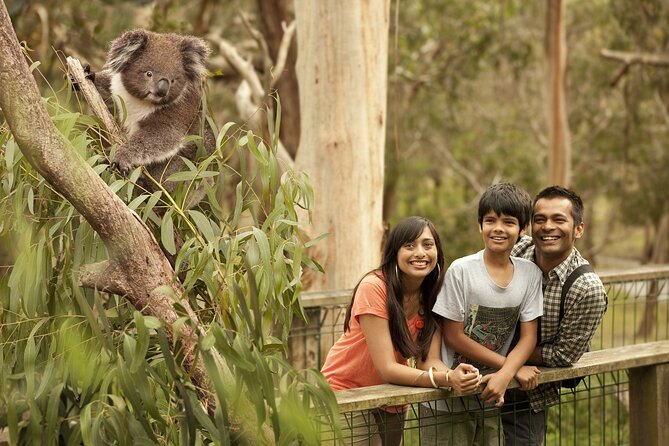 Full-Day Private Australian Wildlife Tour of Phillip Island - Private Pickup, Local Guide, and How the Day Stays Smooth