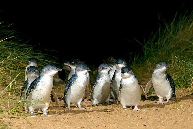 Full-Day Private Australian Wildlife Tour of Phillip Island - Price and Logistics: Is $707 a Good Deal for This Private Day?