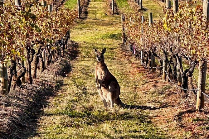 Full Day Private Wine Tour Exclusively Tailored To Suit You - Stop 1 in practice: building your Lower Hunter Valley tasting route