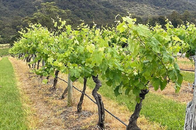 Full Day Private Wine Tour Exclusively Tailored To Suit You - What’s included in the car (and why it matters)