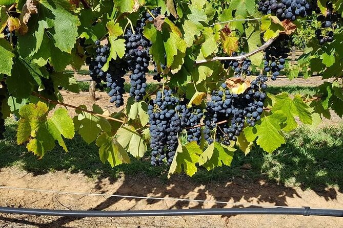 Full Day Private Wine Tour Exclusively Tailored To Suit You - Dog-friendly Hunter Valley touring that doesn’t feel like an afterthought
