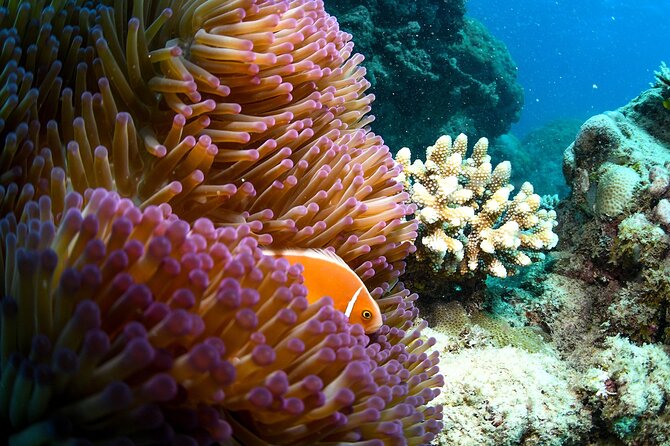 Full Day Reef Cruise and 10 Minute Helicopter Scenic Flight - Norman Reef (or Saxon Reef) first: your first coral and fish encounter