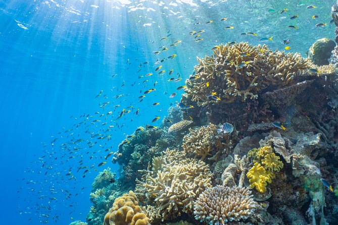 Full Day Tour to Sunlover Cruises Moore Reef and Fitzroy Island - The Moore Reef pontoon setup: where the day flows