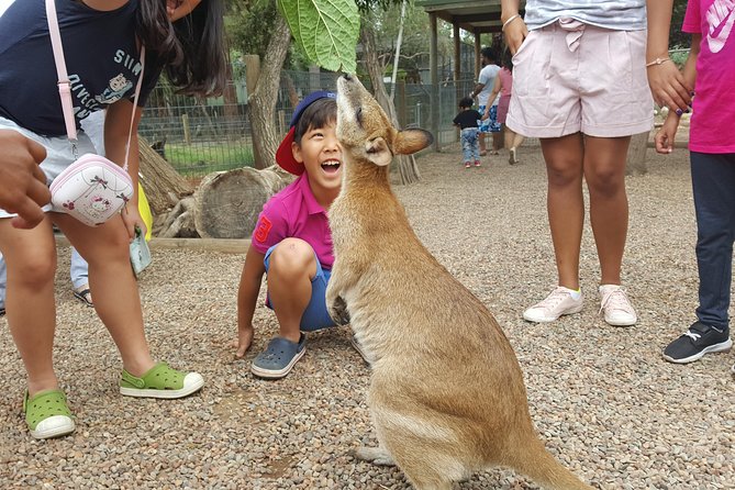 Fully Inclusive Blue Mountains Private Tour inc Scenic World & Featherdale Entry - Featherdale Wildlife Park: Kangaroos Up Close, Plus Koalas