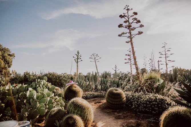 Garden Entry Ticket - Cactus Country in Victoria: what you’re walking into