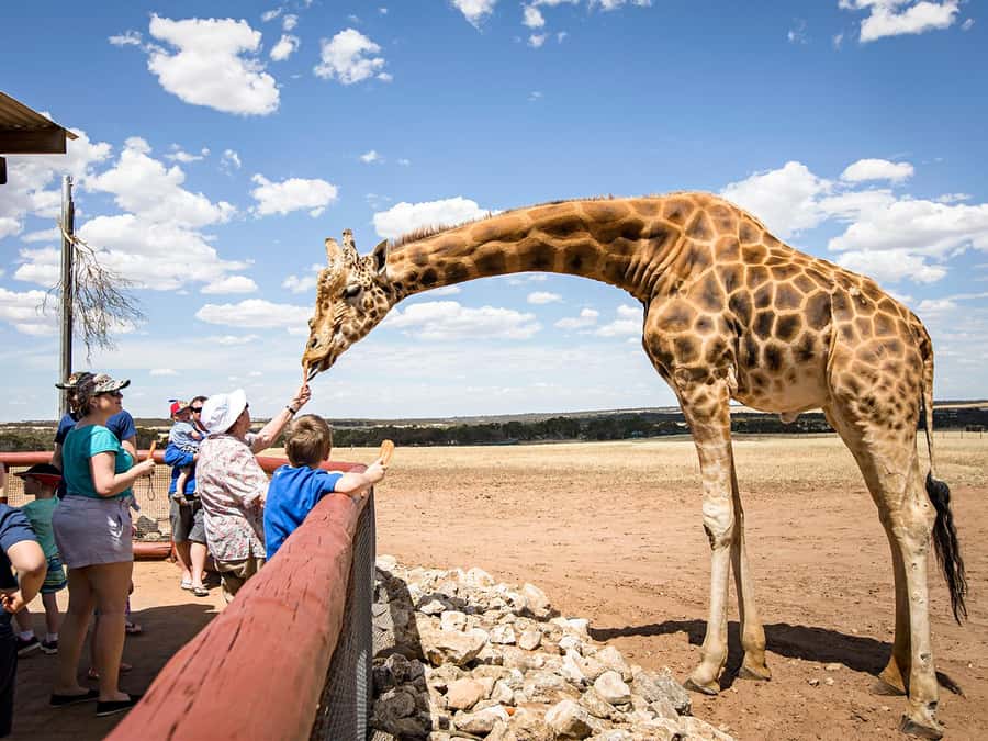 Giraffe Safari & a Day at Monarto Safari Park - Key highlights you’ll actually care about