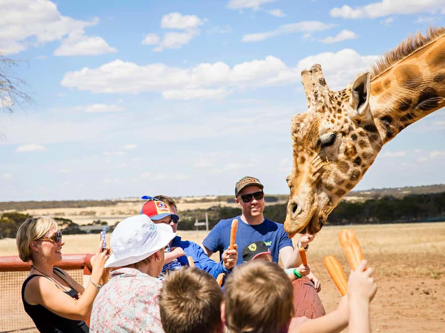 Giraffe Safari & a Day at Monarto Safari Park - Hand-Feeding a Male Giraffe: Why This Moment Works