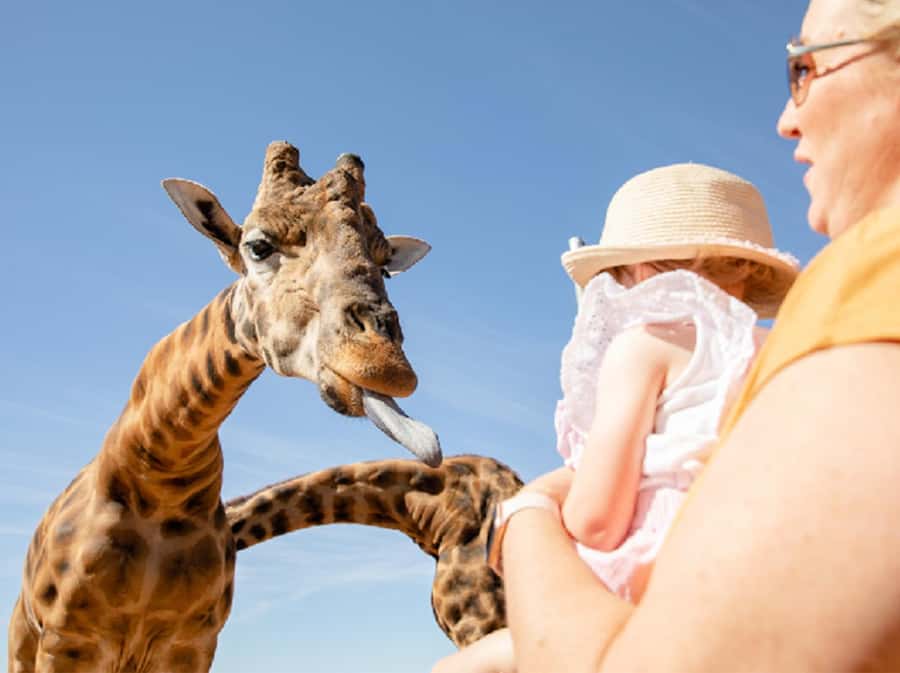 Giraffe Safari & a Day at Monarto Safari Park - The Real Value of the $91 Ticket: Safari + Full Park Day