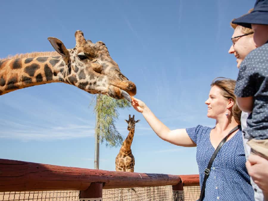 Giraffe Safari & a Day at Monarto Safari Park - Timing and Group Comfort: Short Tour, Big Payoff