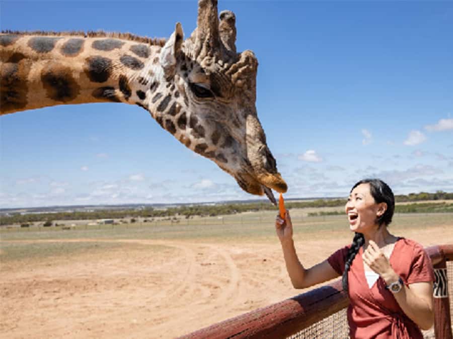 Giraffe Safari & a Day at Monarto Safari Park - Who This Safari Suits Best