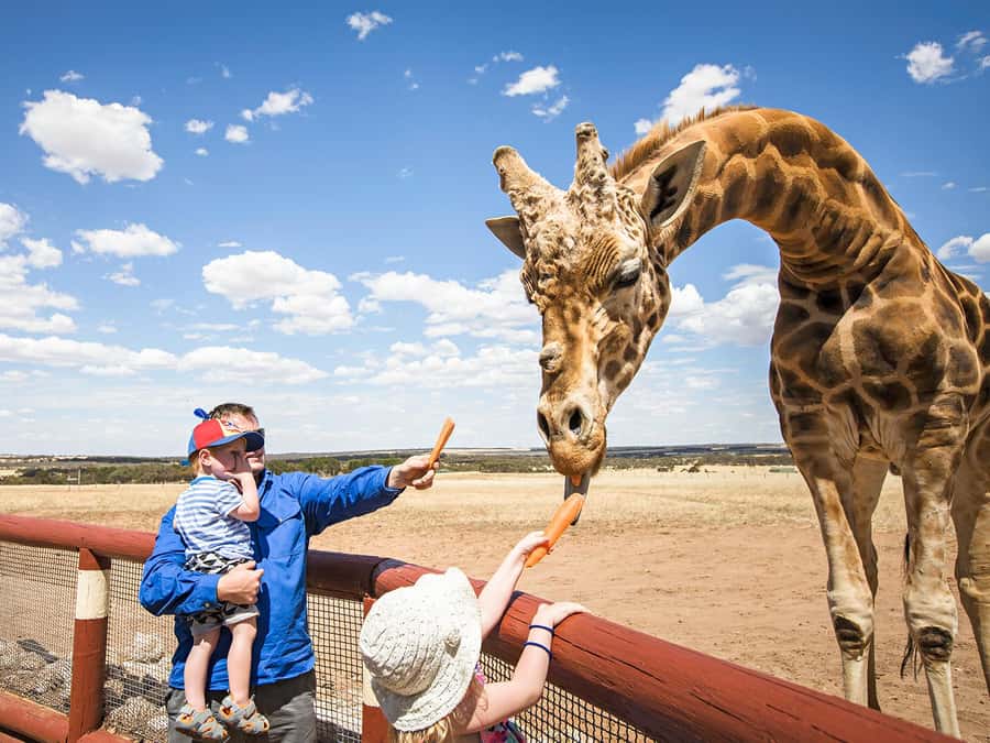 Giraffe Safari & a Day at Monarto Safari Park - What to Expect From the Giraffe Interaction (In Real Terms)