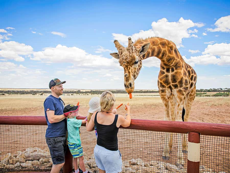 Giraffe Safari & a Day at Monarto Safari Park - What the Behind-the-Scenes Area Adds (And What It Doesn’t)