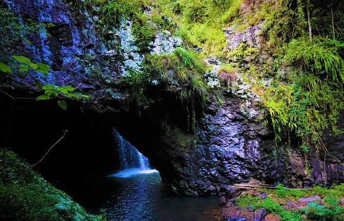 Glow Worms + Day/Night Rainforest & Waterfalls Experience - Tamborine National Park after dark: glow worms in their natural habitat