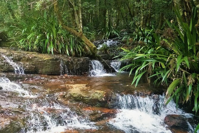 Glow Worms + Day/Night Rainforest & Waterfalls Experience - Who should book this tour, and who might want to rethink