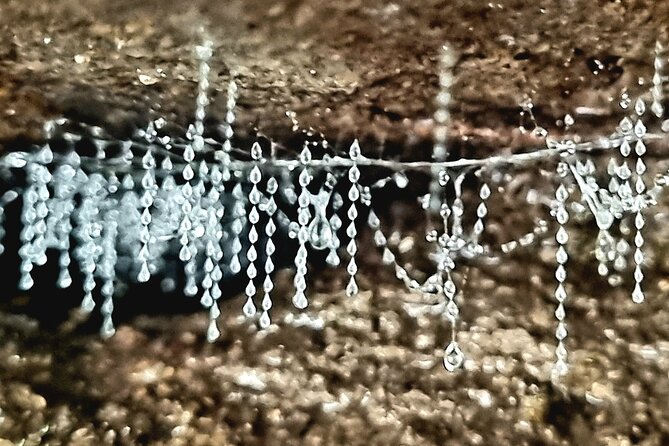 Glow Worms - Nocturnal Rainforest/Waterfall Adventure - The glowing promise: how the tour sets you up to actually see glow worms
