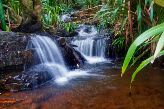 Glow Worms - Nocturnal Rainforest/Waterfall Adventure - Meet the guide energy: small-group pacing with a safety-first mindset