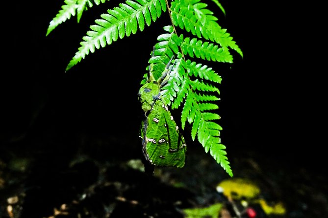 Glow Worms - Nocturnal Rainforest/Waterfall Adventure - What you should pack and how to act in the dark
