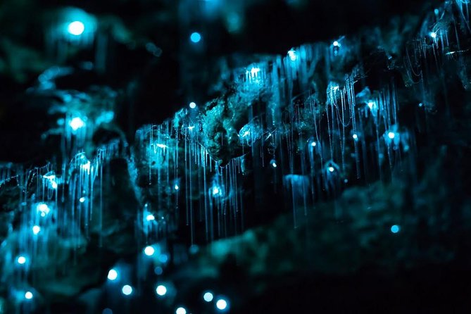 Glow-worms, Waterfalls & Rainforest Experience - Byron Bay to Nightcap National Park: a day with a real rhythm