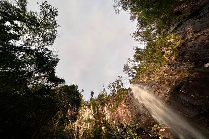 Glow-worms, Waterfalls & Rainforest Experience - Organic vegan dinner in the forest: what it feels like and what to expect