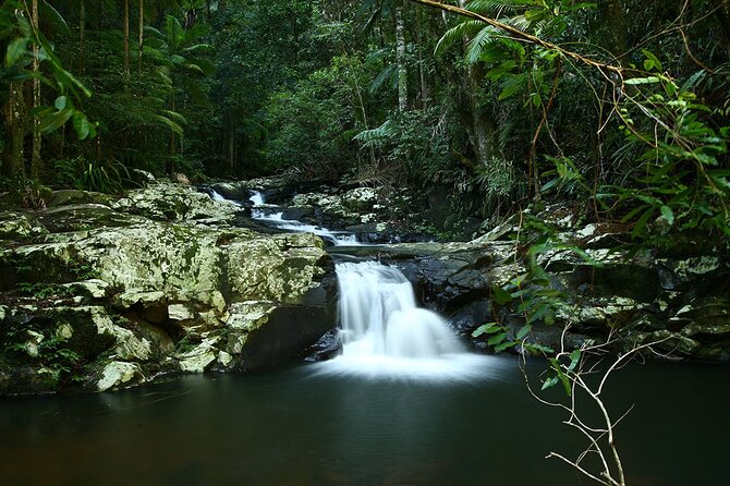 Glow-worms, Waterfalls & Rainforest Experience - Glowworms at night: what to expect when the lights go low