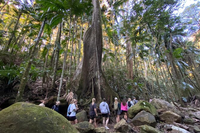 Glow-worms, Waterfalls & Rainforest Experience - Gondwana Rainforests lookouts: why you should care about viewpoints