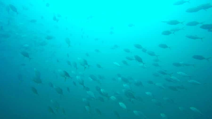 Gold Coast: 3-Day PADI Open Water Course - Key highlights worth knowing