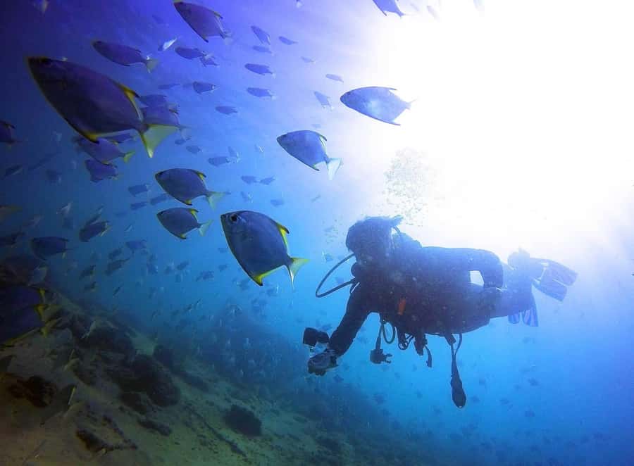 Gold Coast: 3-Day PADI Open Water Course - Should you book this 3-Day PADI Open Water on the Gold Coast?