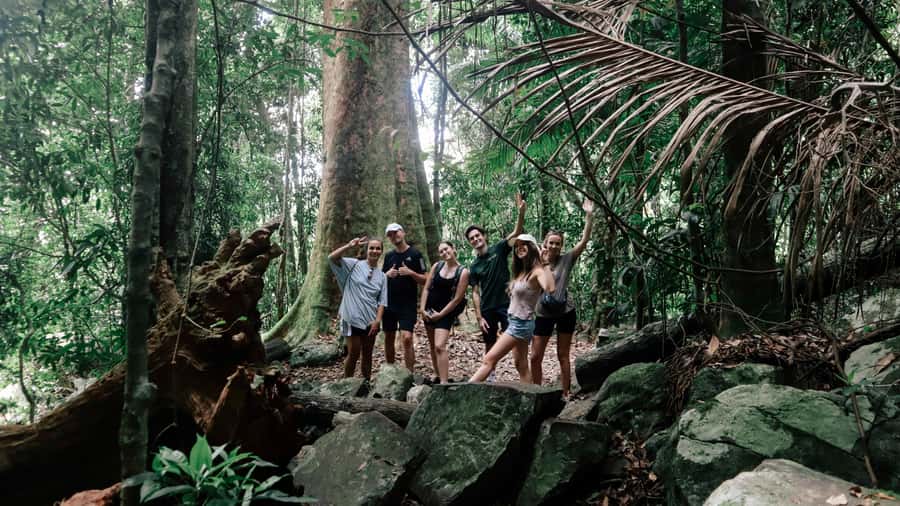 Gold Coast: 6 Waterfalls, Koalas & Natural Bridge Day Tour - Purling Brook Falls lookout and Canyon Lookout: rainforest views without a grind