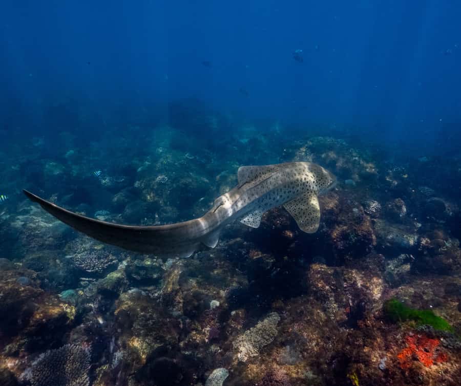 Gold Coast: Cook Island Marine Reserve Scuba Experience Dive - Your Checklist: What to Bring and What Not to Do