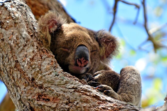 Gold Coast Day Tour From Brisbane - Numinbah Valley Drive and Yugambeh Culture Context