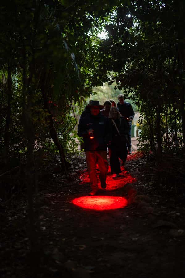 Gold Coast: Evening Rainforest and Glow Worm Experience - The Rainforest Walk to Curtis Falls: What You’re Actually Doing