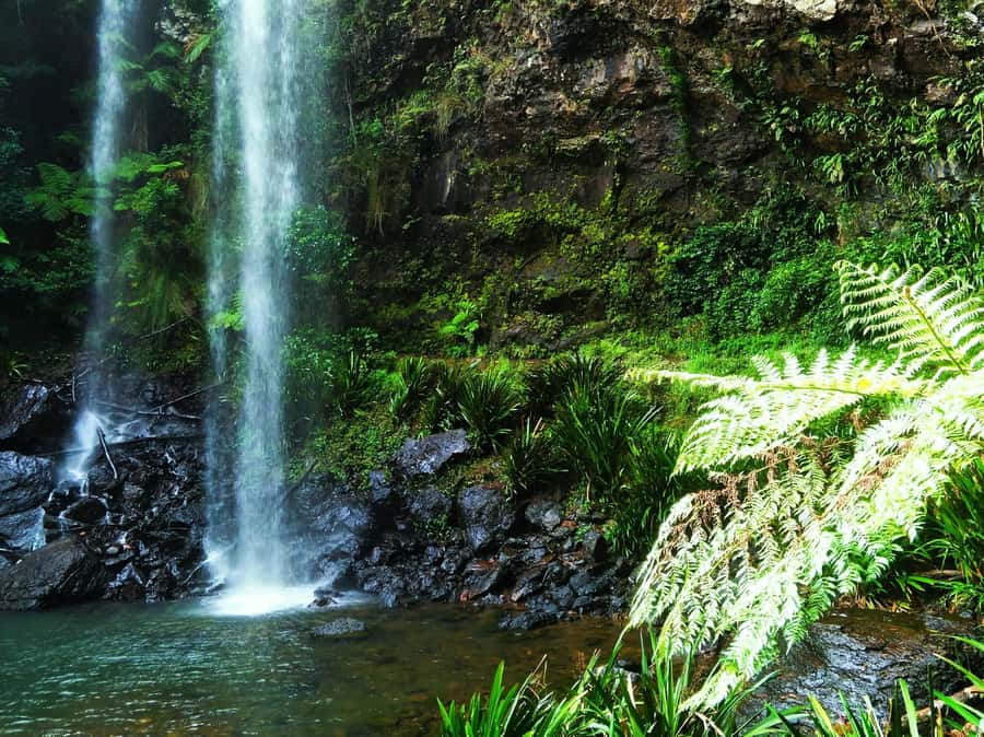 Gold Coast: Glow Worms Day/Night Rainforest & Waterfall Walk - Key highlights at a glance