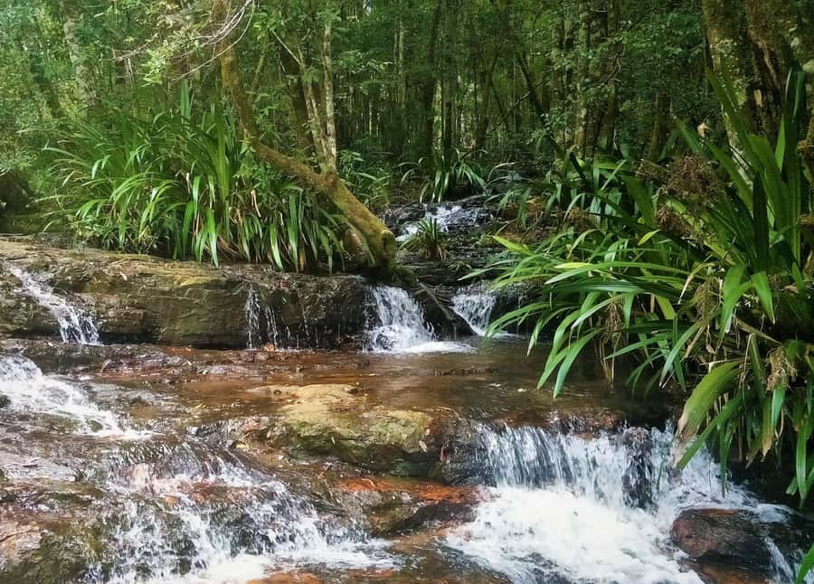 Gold Coast: Glow Worms Day/Night Rainforest & Waterfall Walk - Springbrook National Park by day: waterfalls, rainforest feel, and cave time