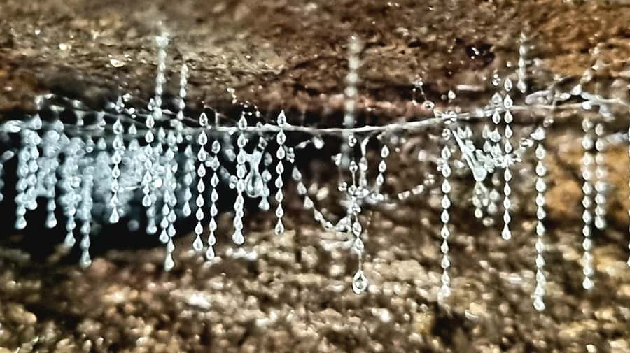 Gold Coast: Glow Worms Day/Night Rainforest & Waterfall Walk - The guided walk: how UNESCO rainforest turns into something you can understand