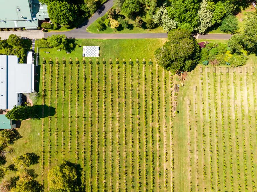 Gold Coast: Hop on Hop off Wine Tasting Tour to Mt Tamborine - Should you book this Mt Tamborine wine and hop-on tour?