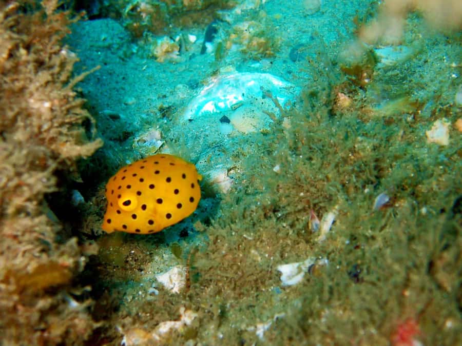Gold Coast: Introductory SCUBA Diving Experience - Underwater safari highlights: fish, feeding, and what you may see