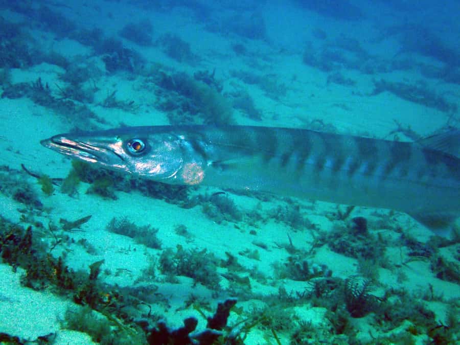 Gold Coast: Introductory SCUBA Diving Experience - Boogie board time and the snorkel option back on the boat