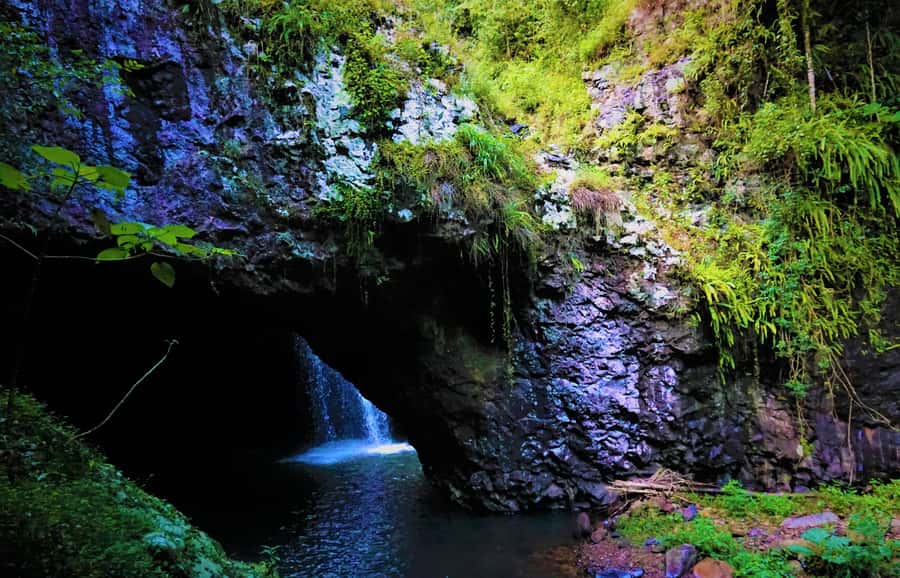 Gold Coast: Kangaroos, Rainforest & Waterfalls Experience - Key highlights you’ll actually care about