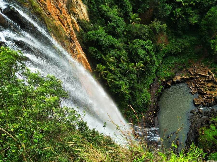 Gold Coast: Kangaroos, Rainforest & Waterfalls Experience - Natural Bridge and the Springbrook approach