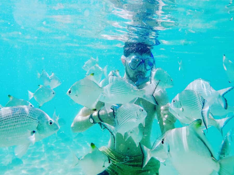 Gold Coast: Kayaking and Snorkeling Guided Tour - Key tour takeaways