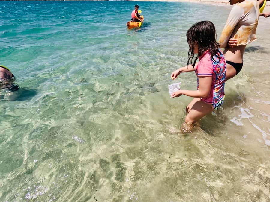 Gold Coast: Kayaking and Snorkeling Guided Tour - Who should book this kayak-and-snorkel tour