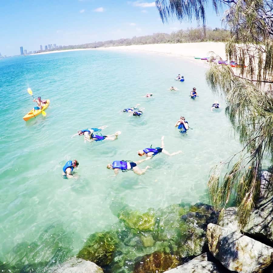 Gold Coast: Kayaking and Snorkeling Guided Tour - Wavebreak Island snorkeling: Fish close to shore, with some walking