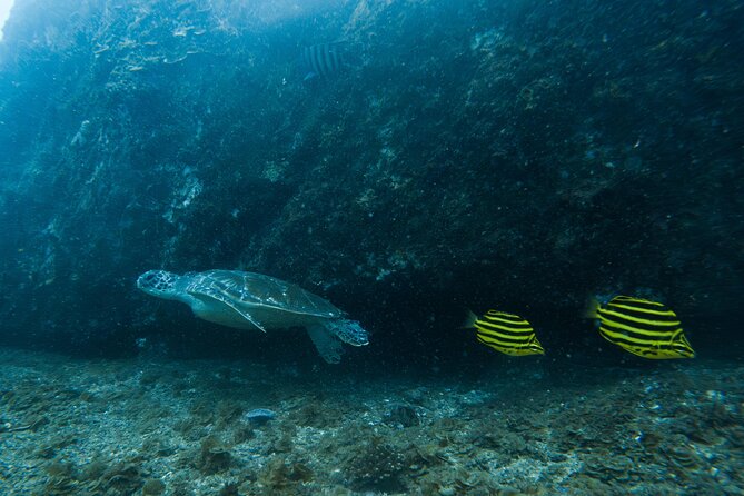 Gold Coast Learn to Dive – Open Water Certification Course - Price and value: $426.76 for certification plus gear