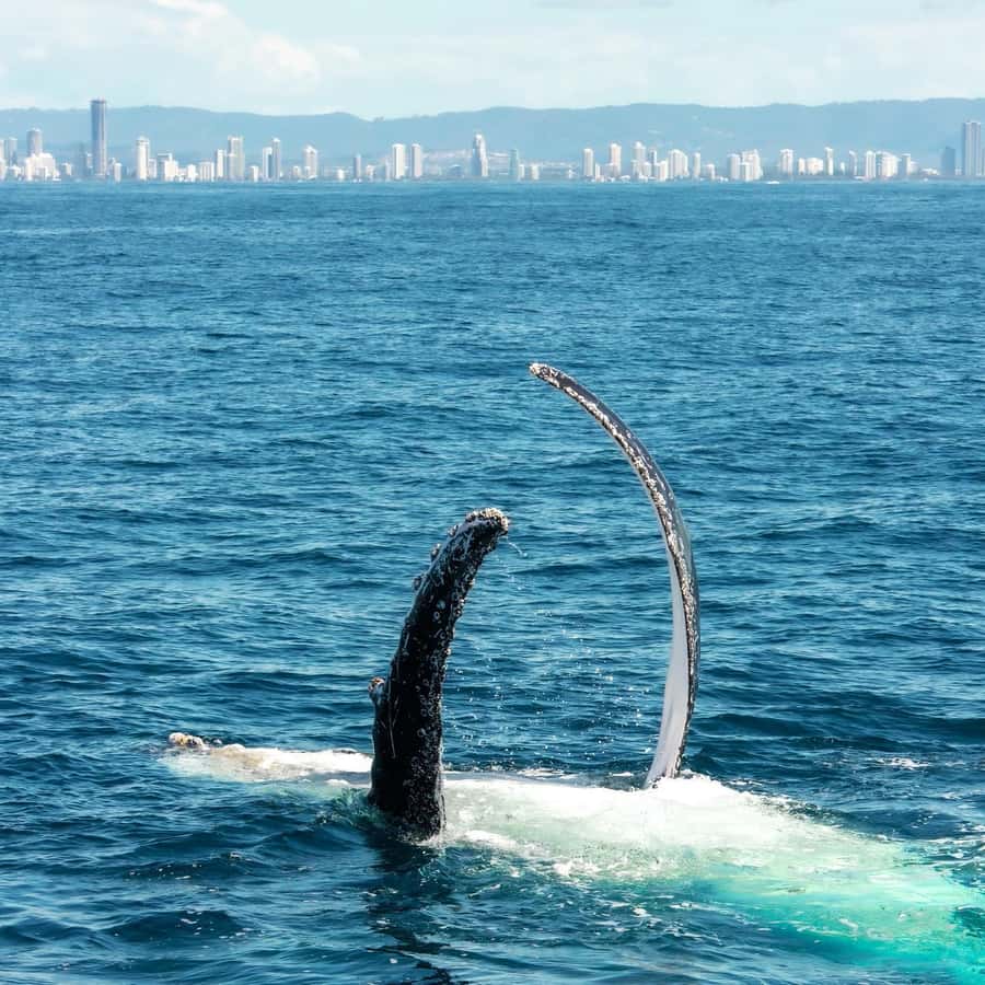 Gold Coast: Luxury Whale Watching Tour - Who this Gold Coast whale watching tour fits best